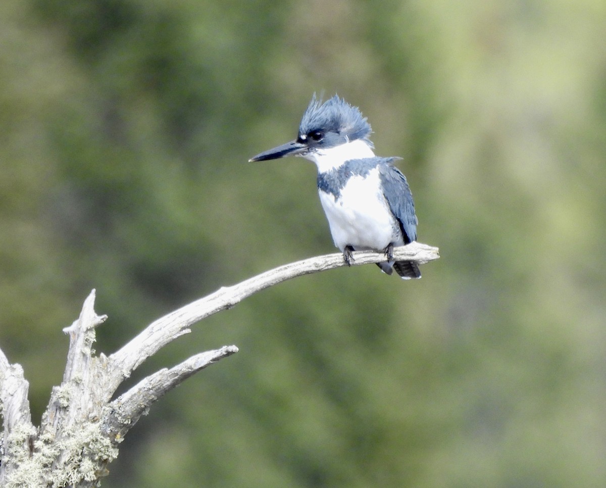 Belted Kingfisher - ML635392557