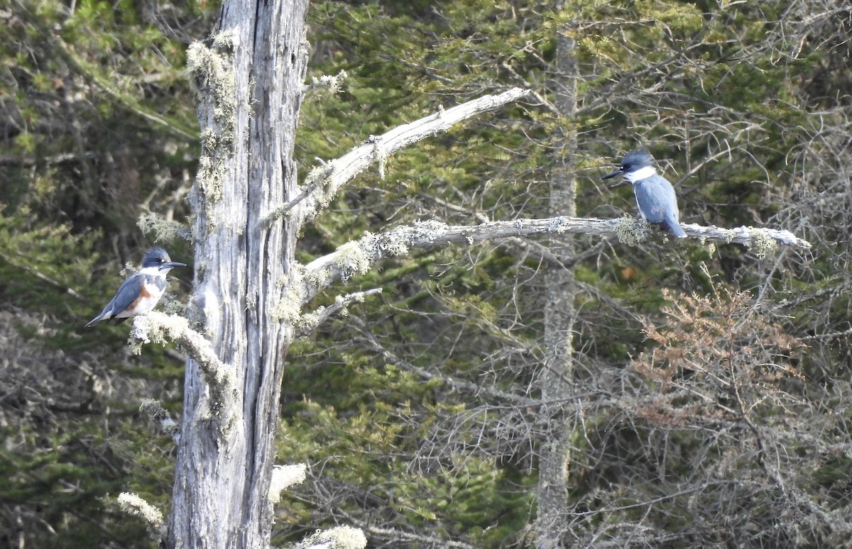 Belted Kingfisher - ML635392558