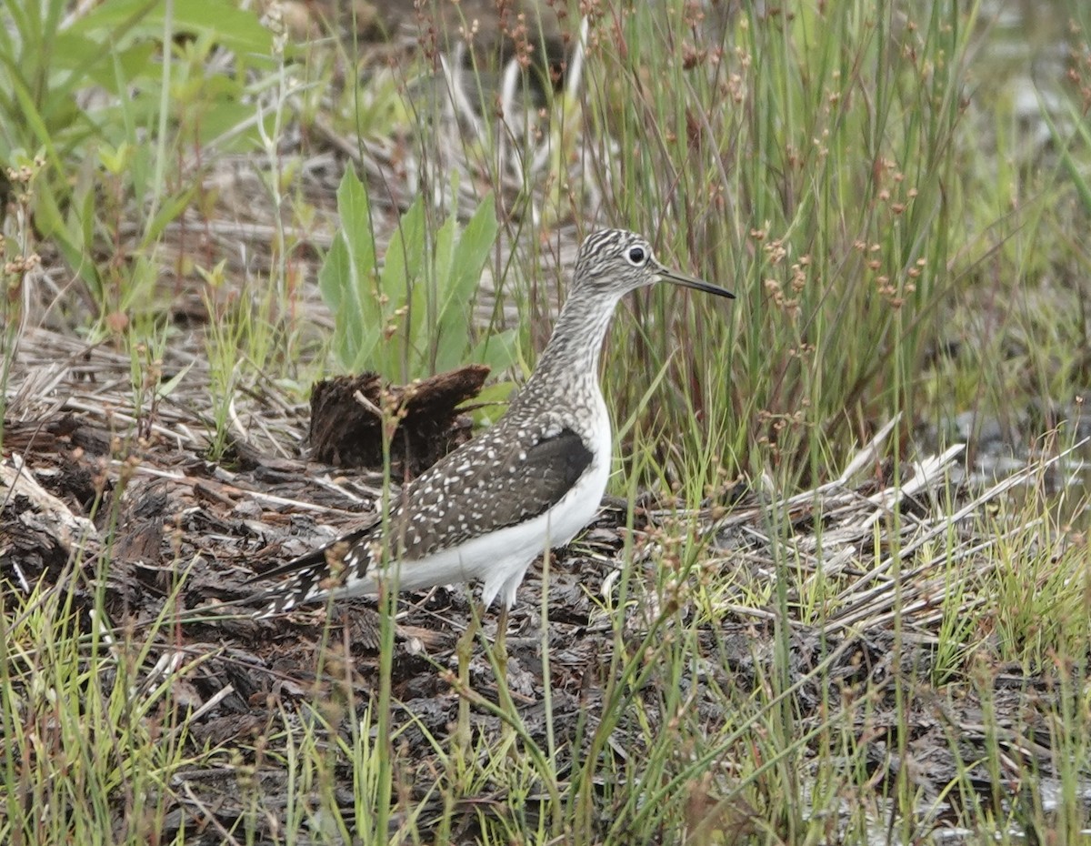 Solitary Sandpiper - ML635392600