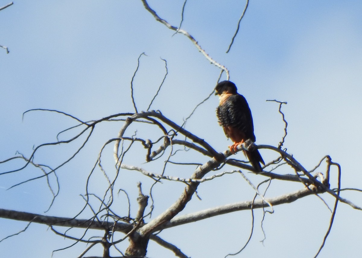 Bat Falcon - ML635392603