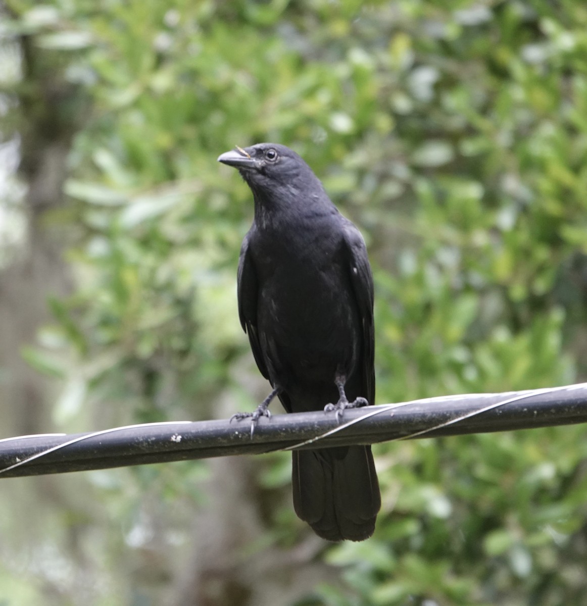American Crow - ML635392609
