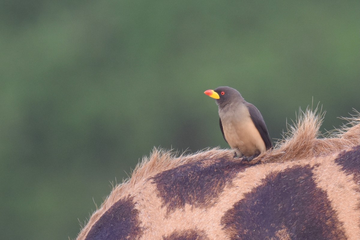 Yellow-billed Oxpecker - ML635392631