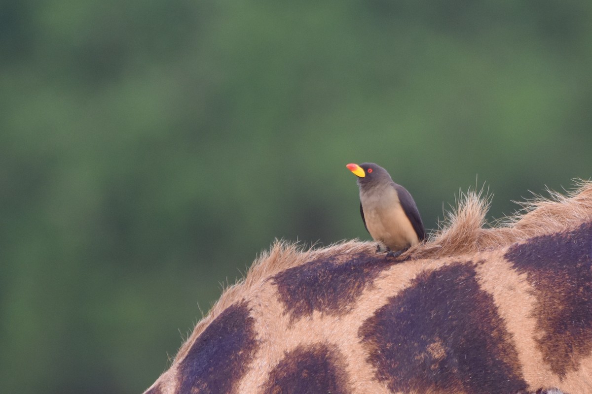 Yellow-billed Oxpecker - ML635392632