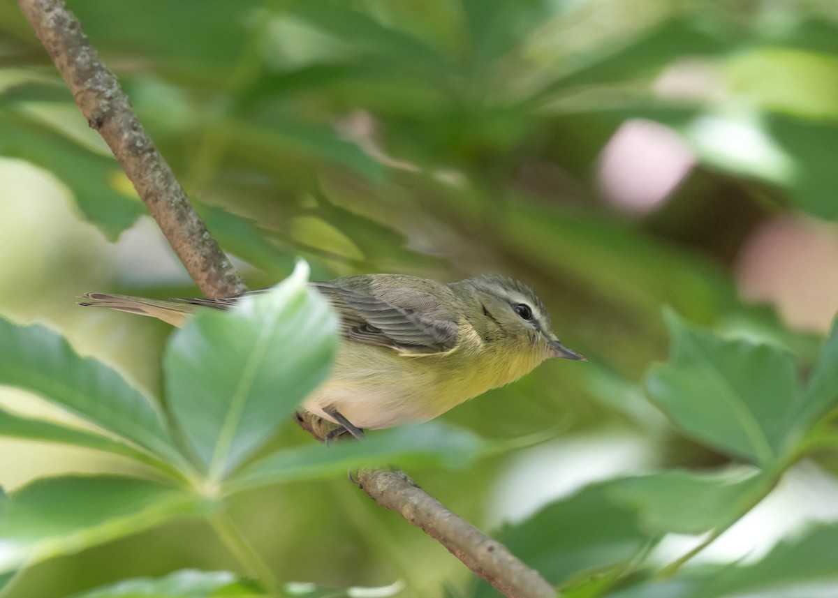 Philadelphia Vireo - ML635392642
