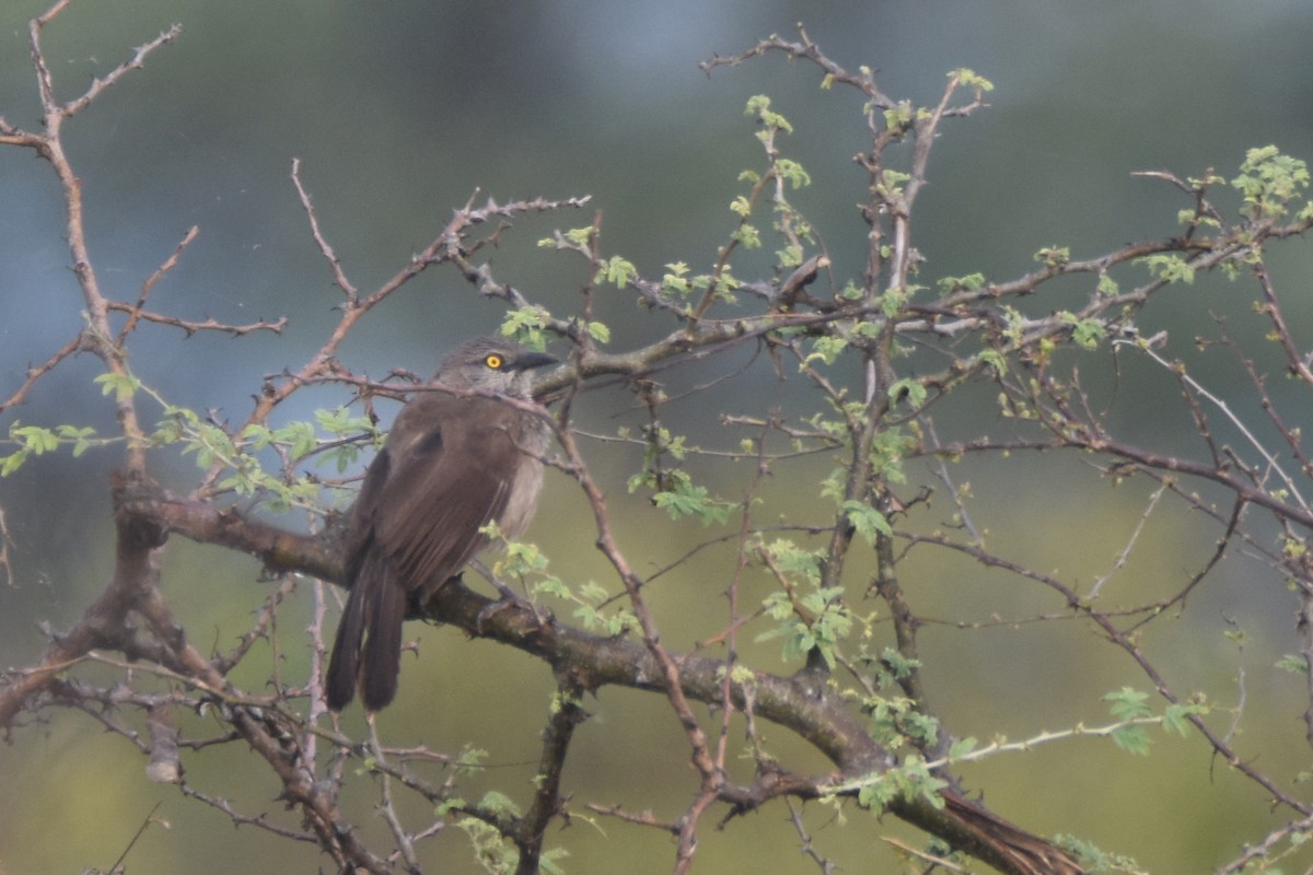 Brown Babbler - ML635392647