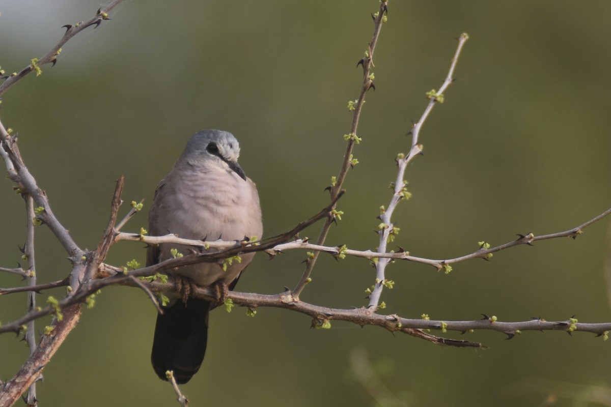 Black-billed Wood-Dove - ML635392654