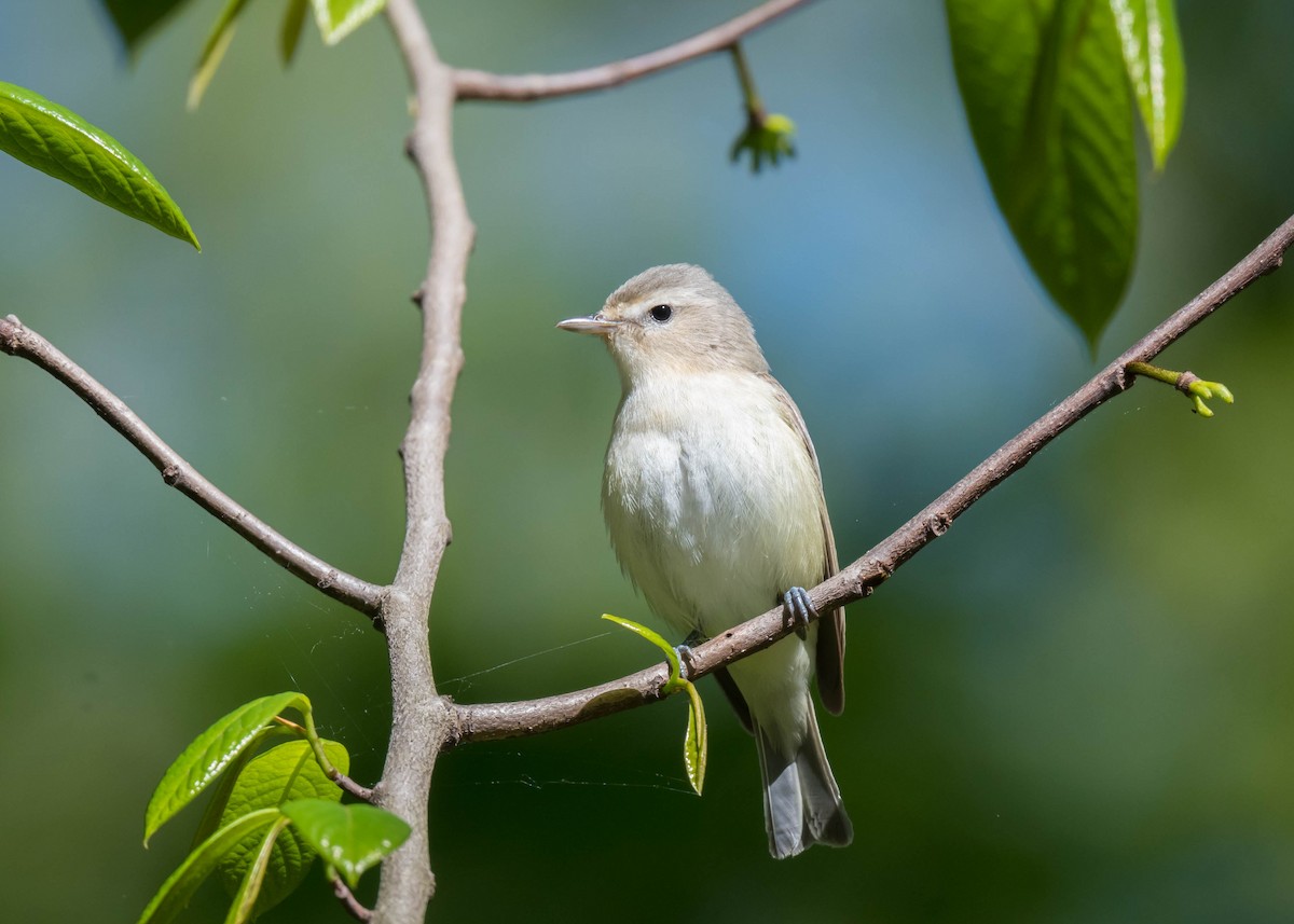 Warbling Vireo - ML635392658