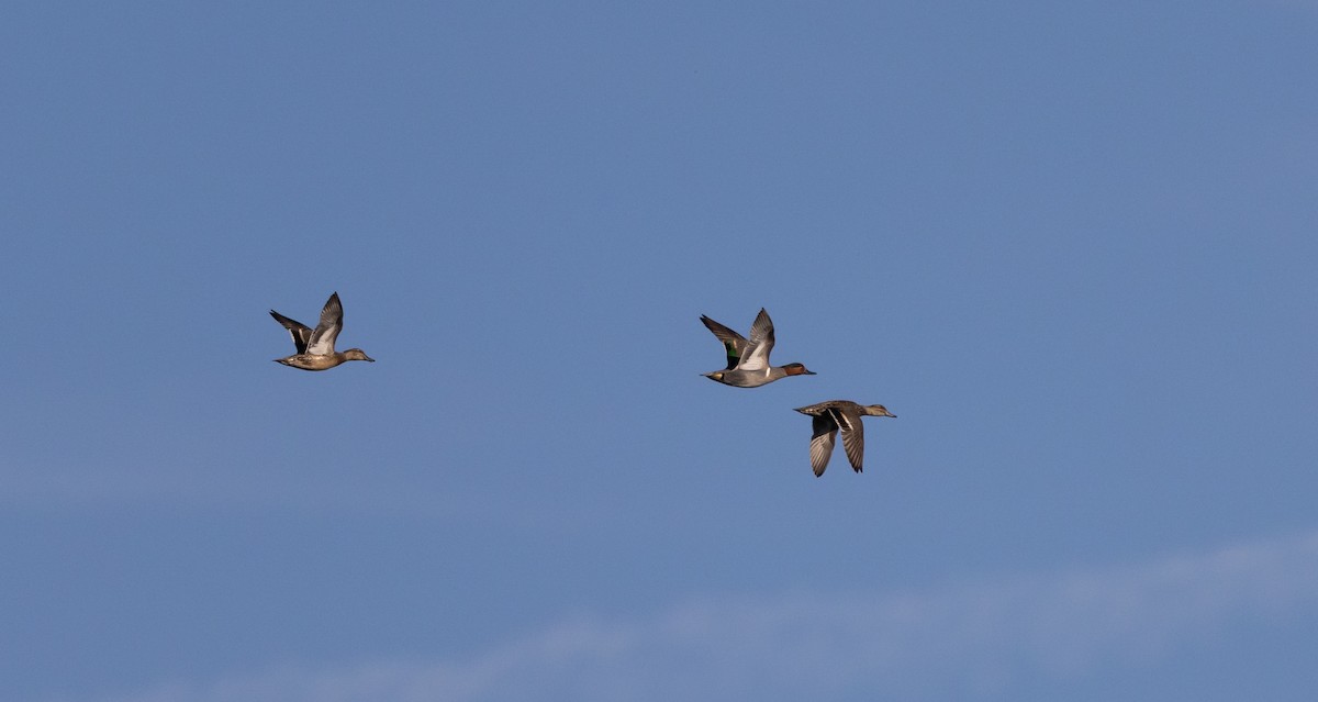 čírka obecná (ssp. carolinensis) - ML635392694