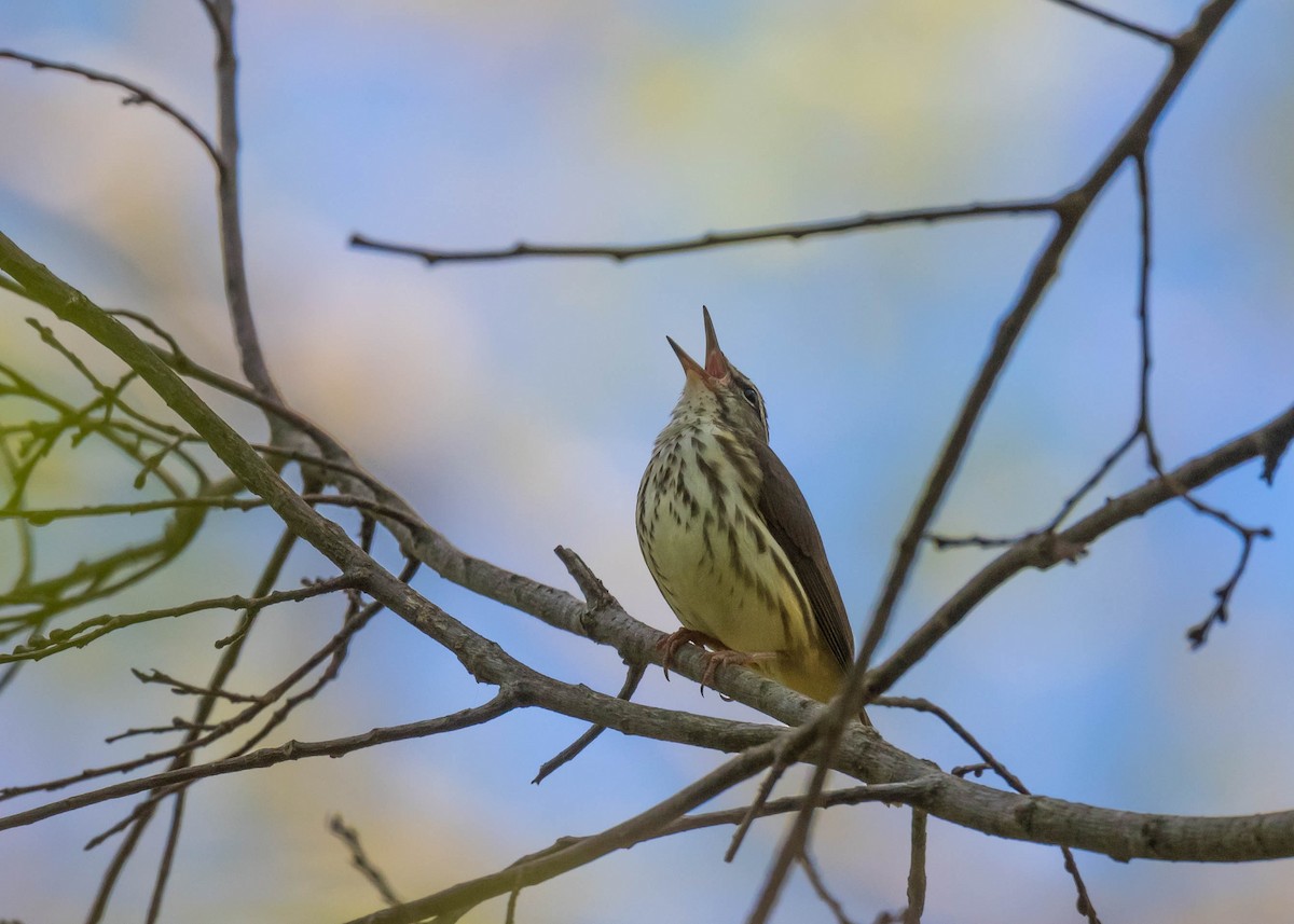 Northern Waterthrush - ML635392709