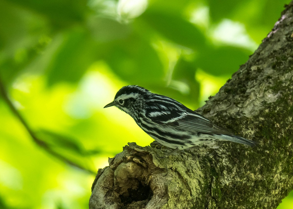 Black-and-white Warbler - ML635392753