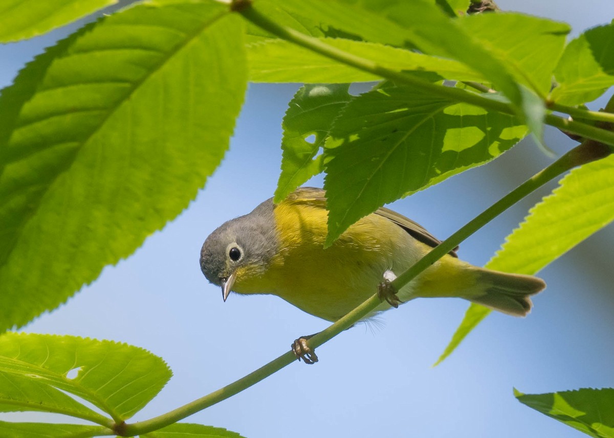 Nashville Warbler - ML635392783