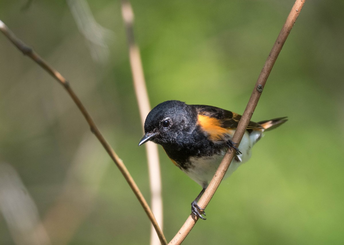 American Redstart - ML635392838