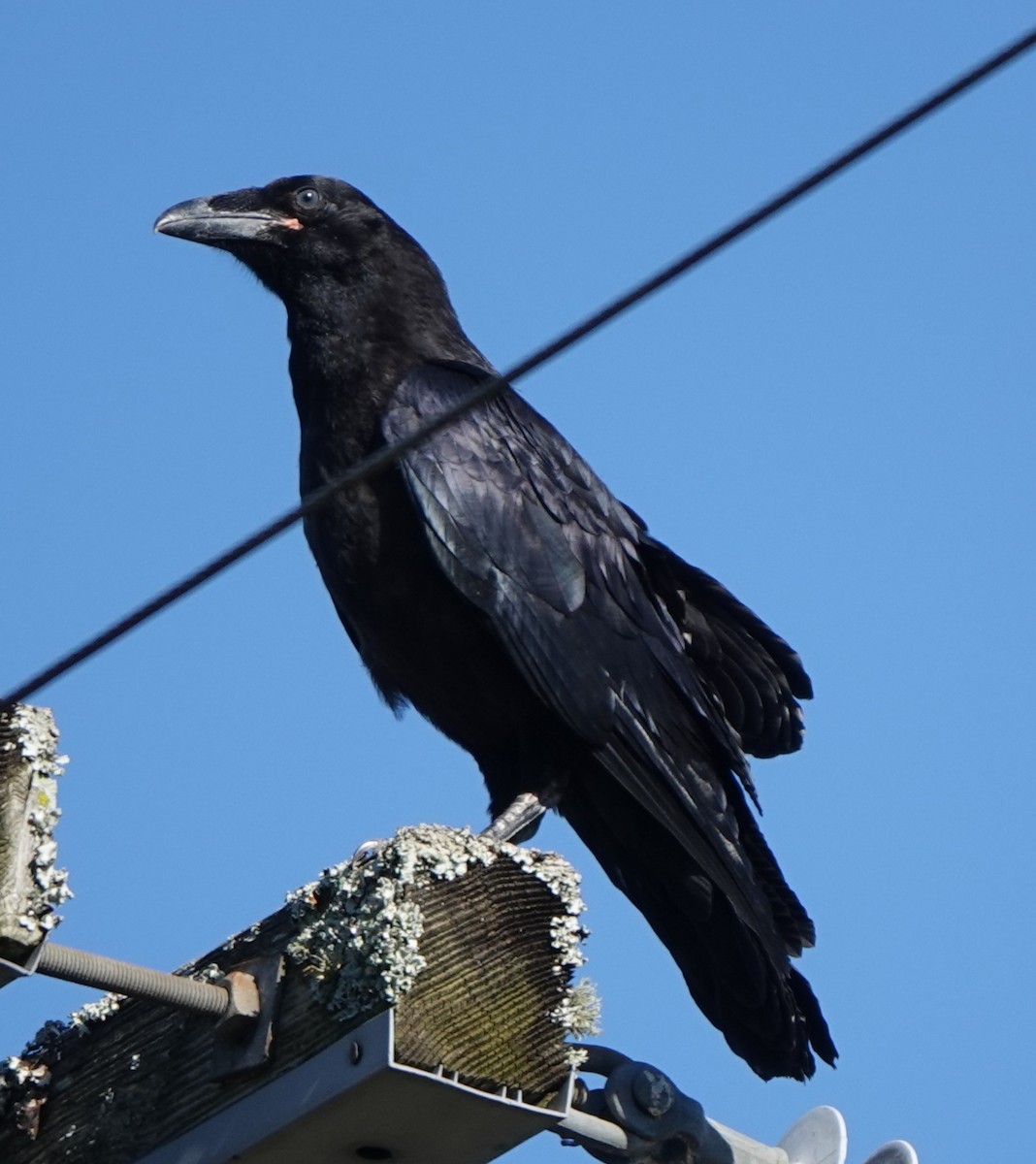 Common Raven - ML635392871