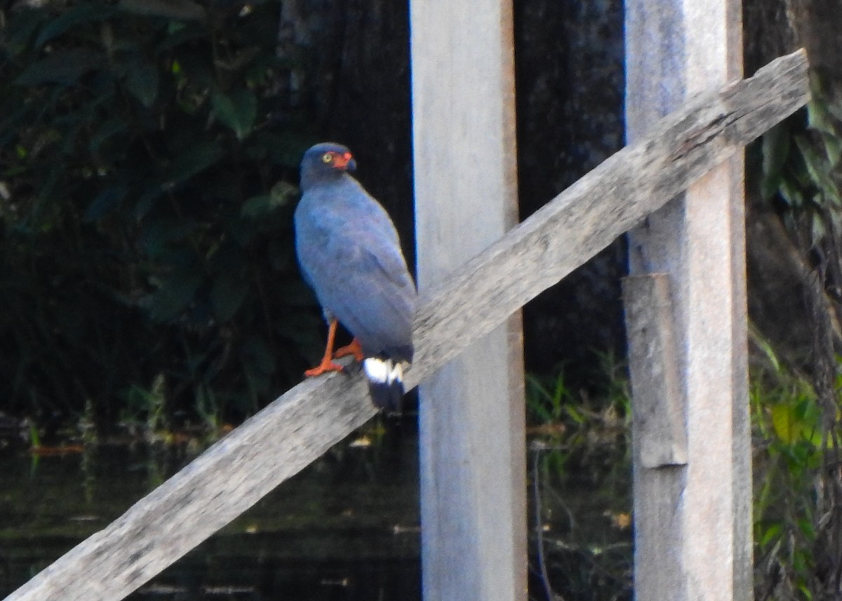 Schieferbussard - ML635392873