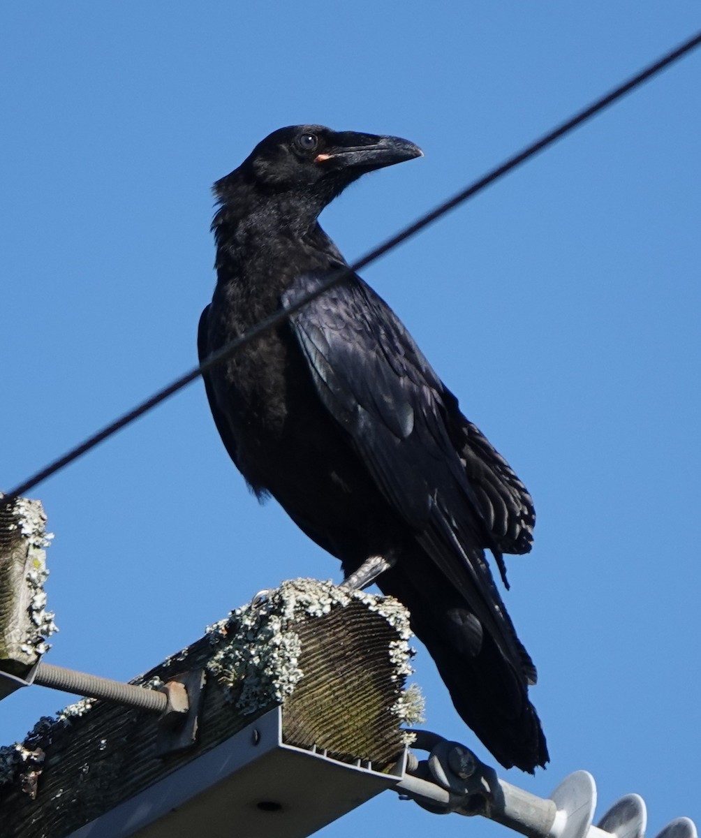Common Raven - ML635392903