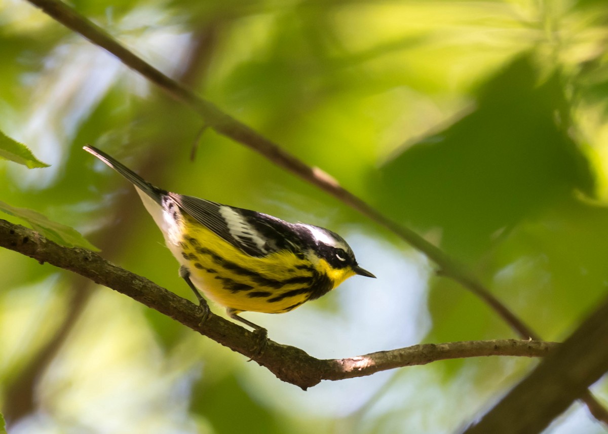 Magnolia Warbler - ML635392924