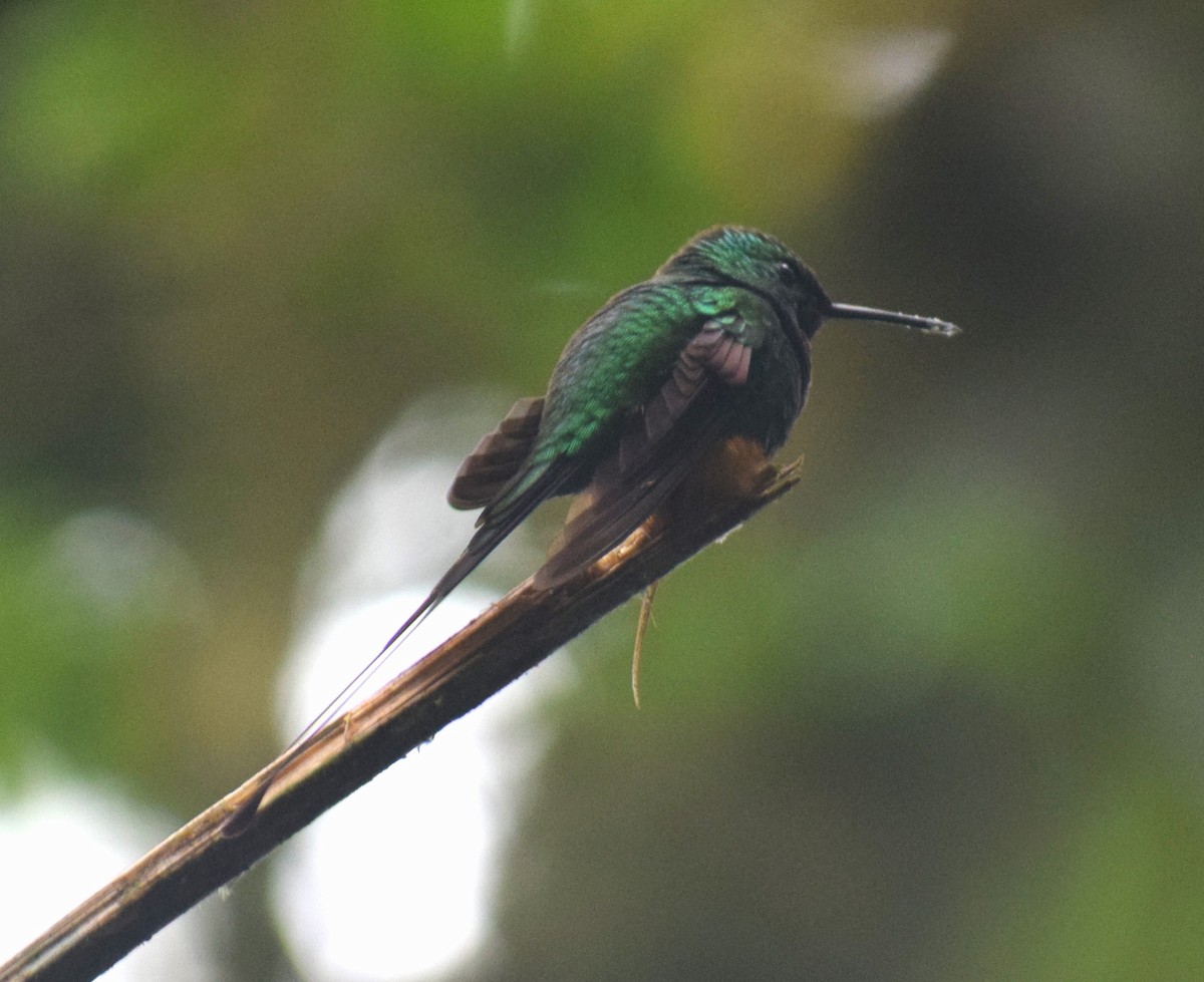Rufous-booted Racket-tail - ML635392935