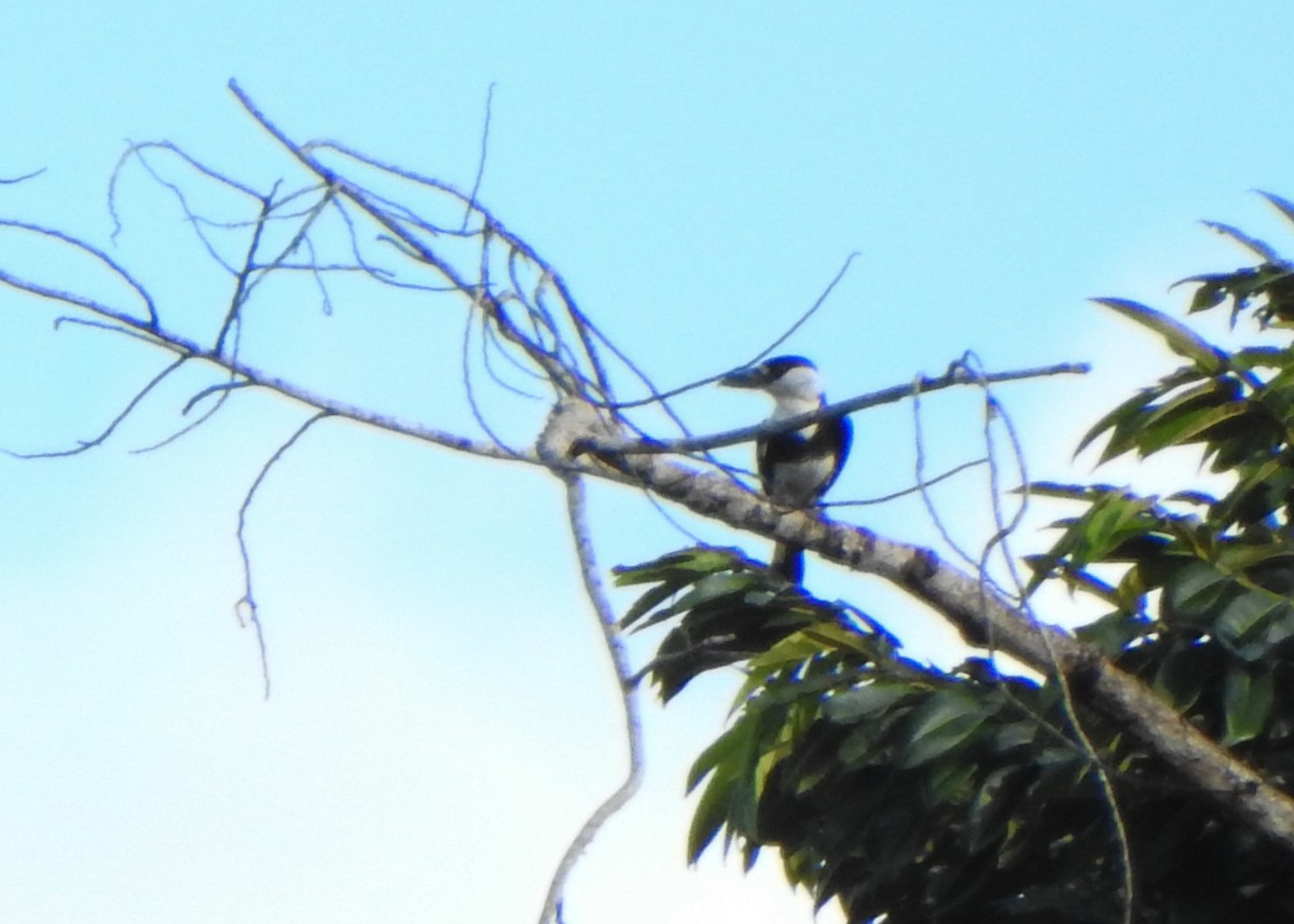 Guyanasfaulvogel - ML635392942