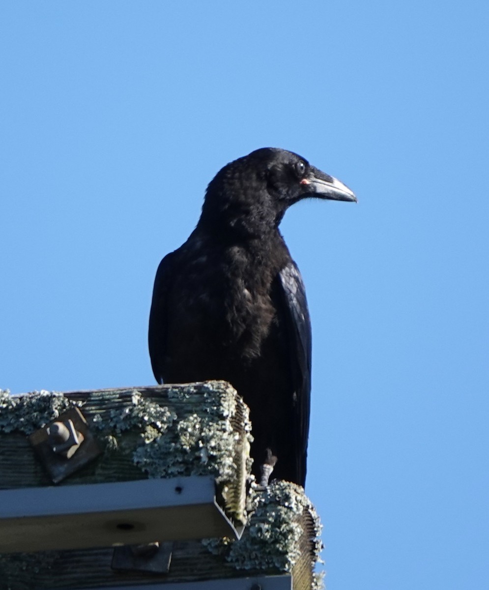 Common Raven - ML635392945