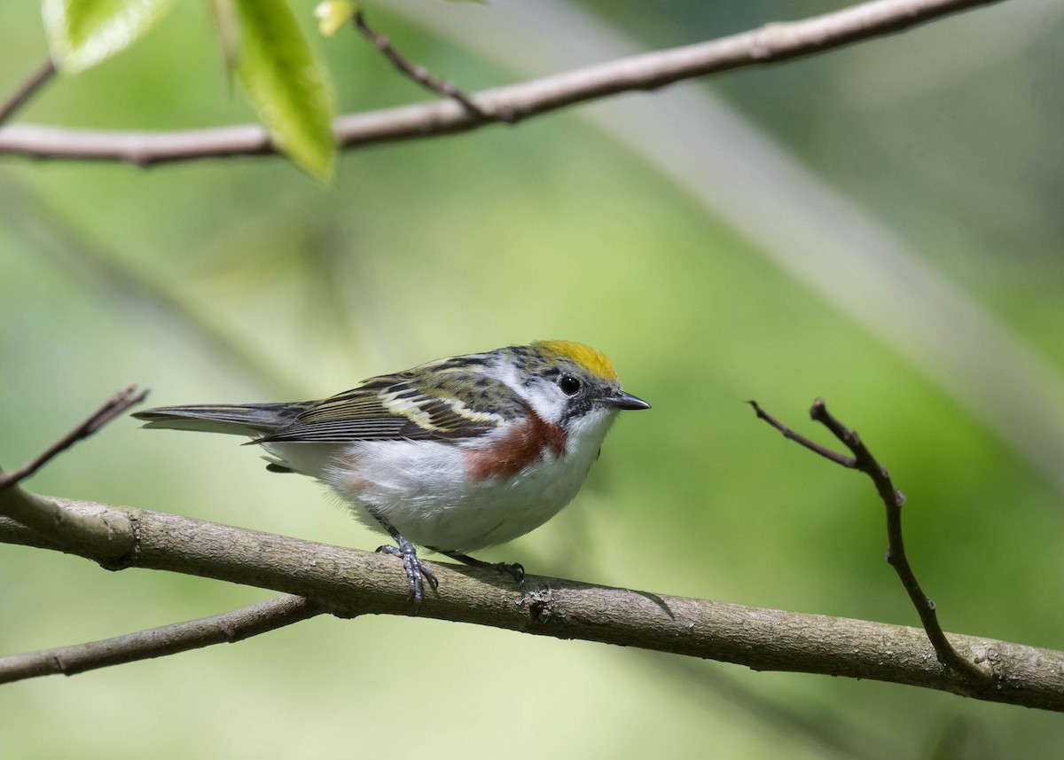 Chestnut-sided Warbler - ML635392995