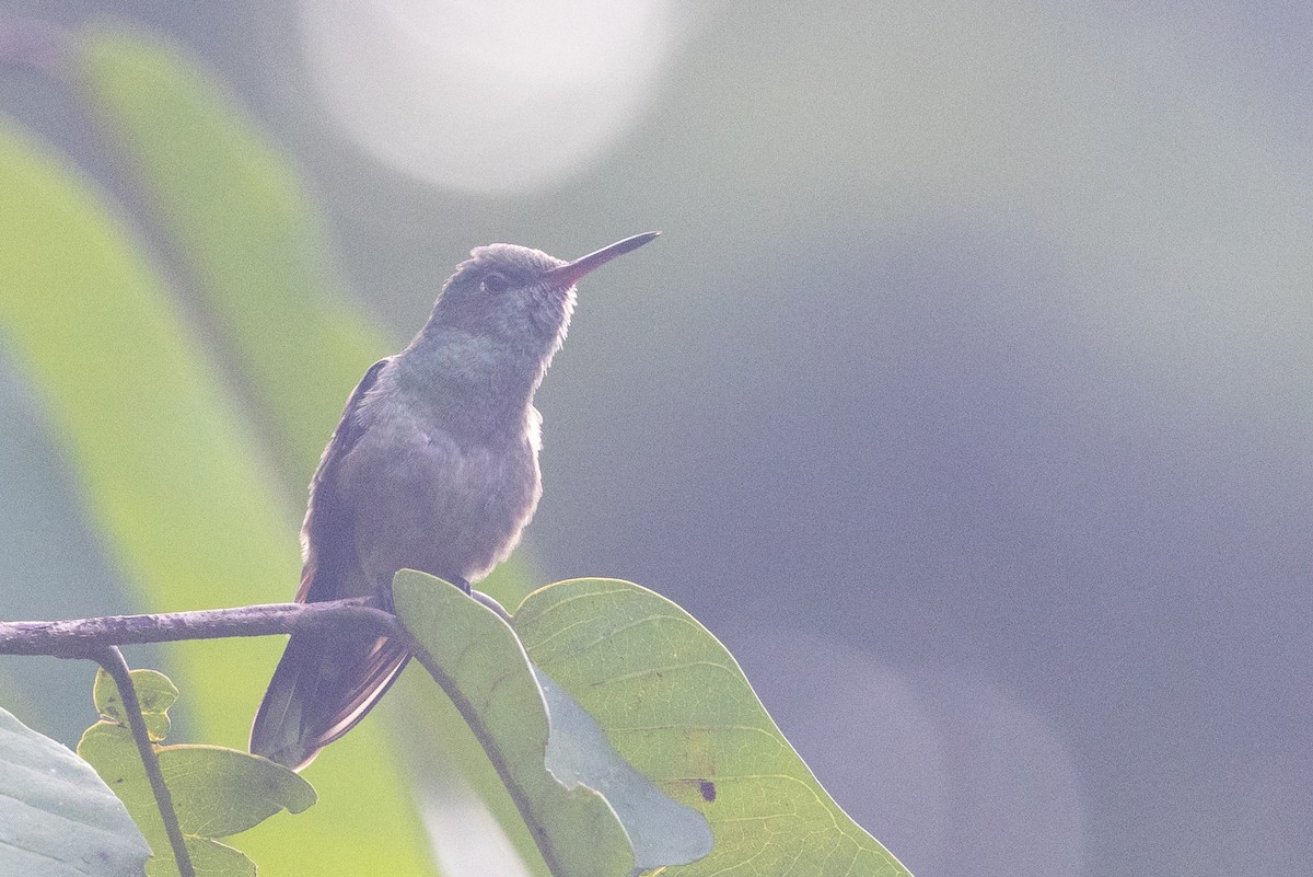 Scaly-breasted Hummingbird - ML635393040