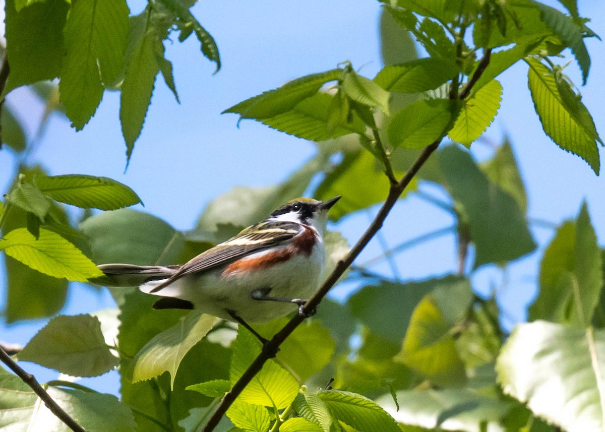Chestnut-sided Warbler - ML635393048