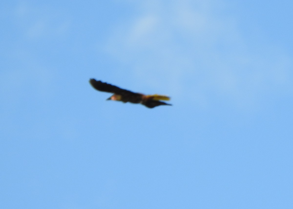 Parástirnvogel - ML635393060