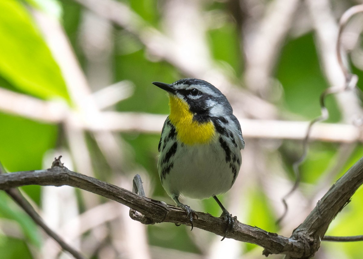 Yellow-throated Warbler - ML635393089