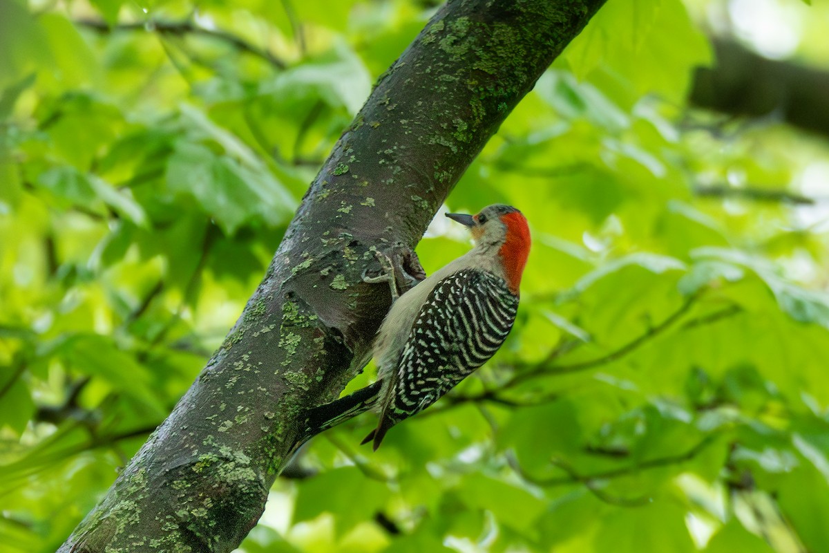 Red-bellied Woodpecker - ML635393109