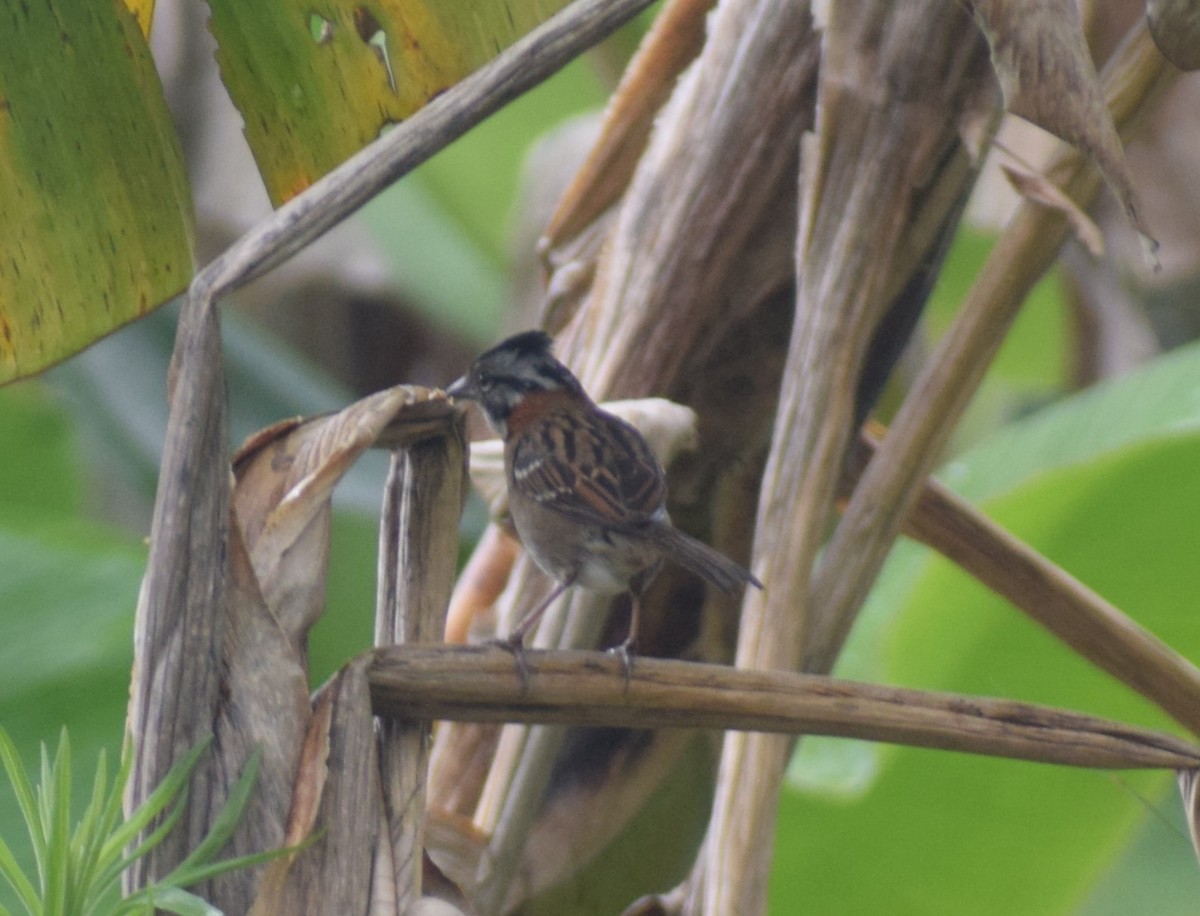 Rufous-collared Sparrow - ML635393137