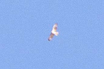 Buteo sp. - ML635393142