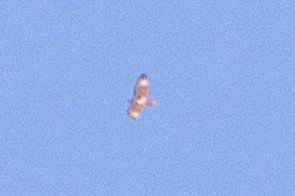Buteo sp. - ML635393143
