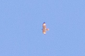 Buteo sp. - ML635393144