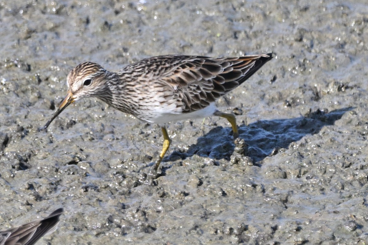 Graubrust-Strandläufer - ML635393155