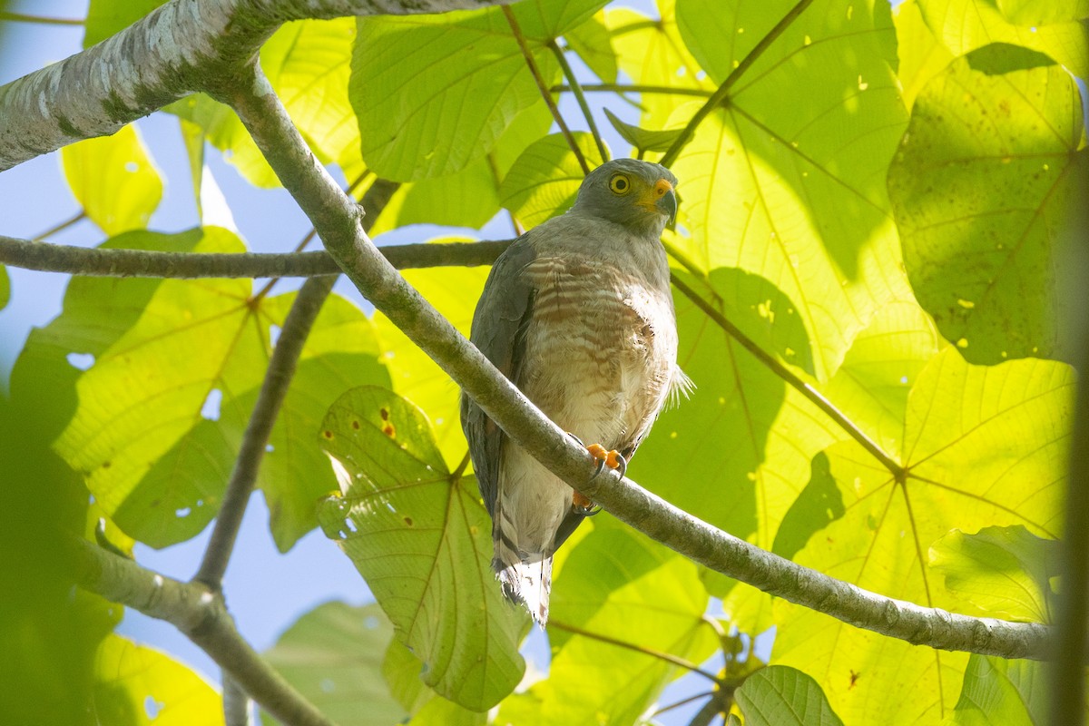 Roadside Hawk - ML635393159
