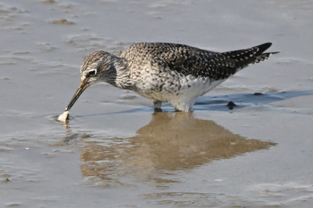 Greater Yellowlegs - ML635393164