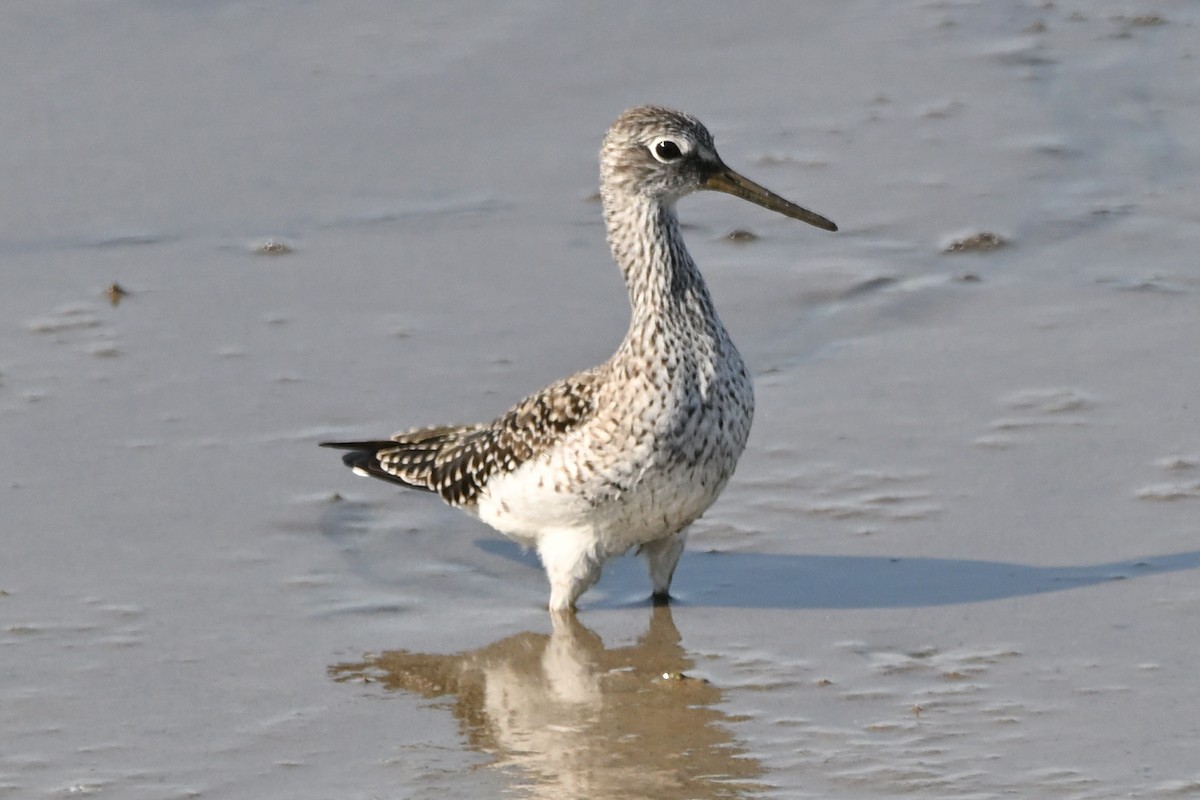 Greater Yellowlegs - ML635393172