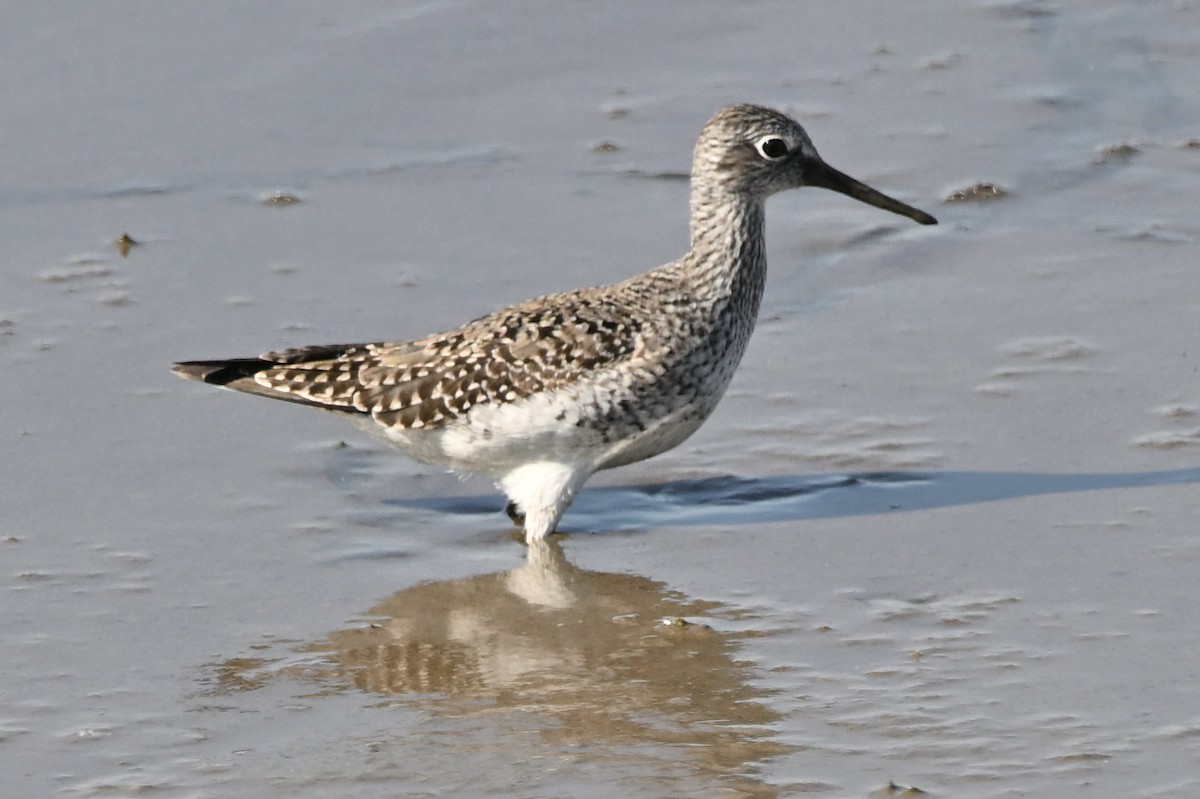 Greater Yellowlegs - ML635393174
