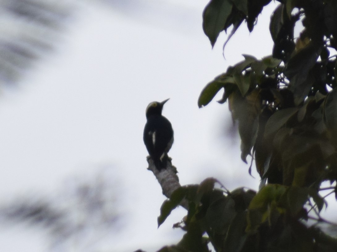 Yellow-tufted Woodpecker - ML635393234