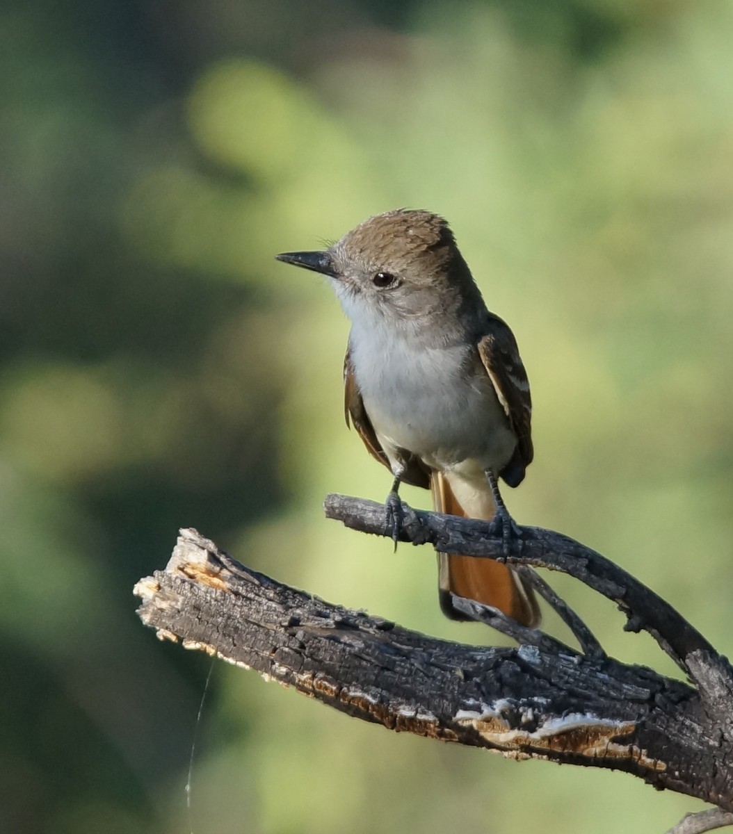 Ash-throated Flycatcher - ML63539331