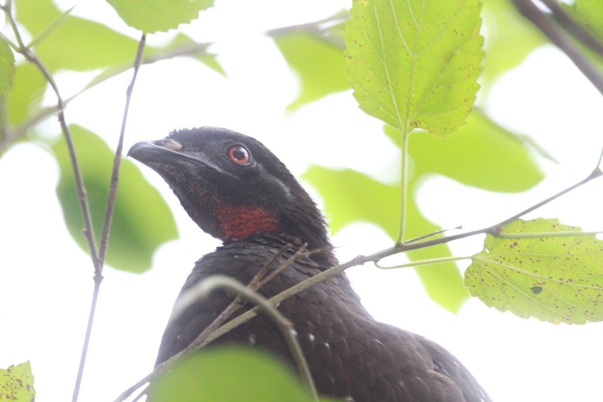 Yungas Guan - ML635393372