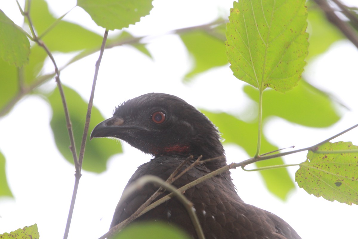 Yungas Guan - ML635393374