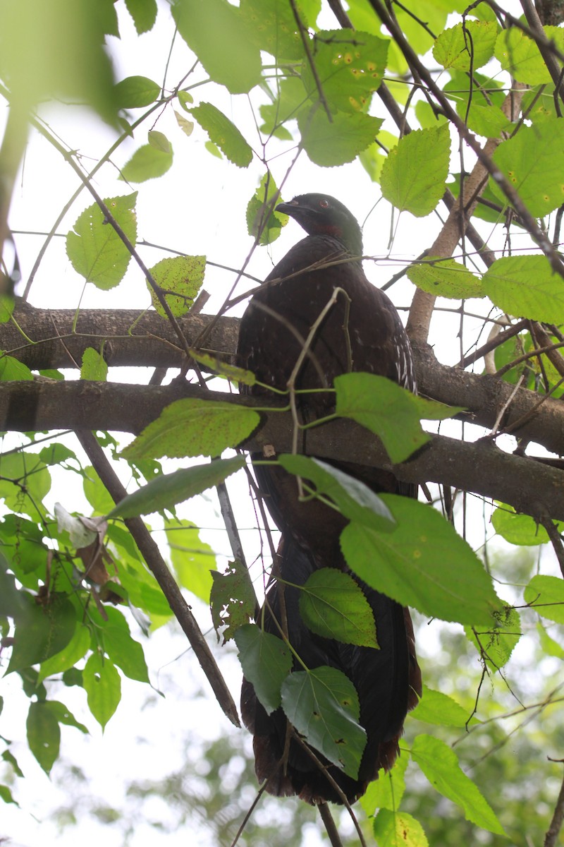 Yungas Guan - ML635393376