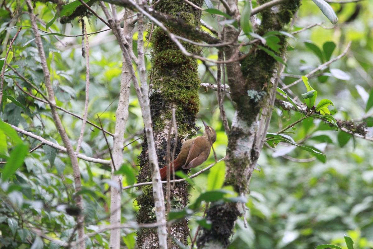 Buff-browed Foliage-gleaner - ML635393384