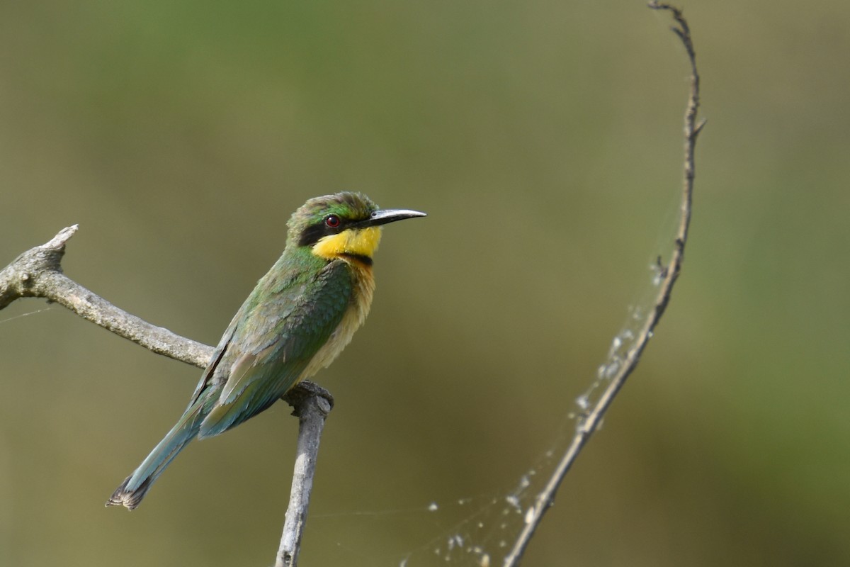 Little Bee-eater - ML635393389