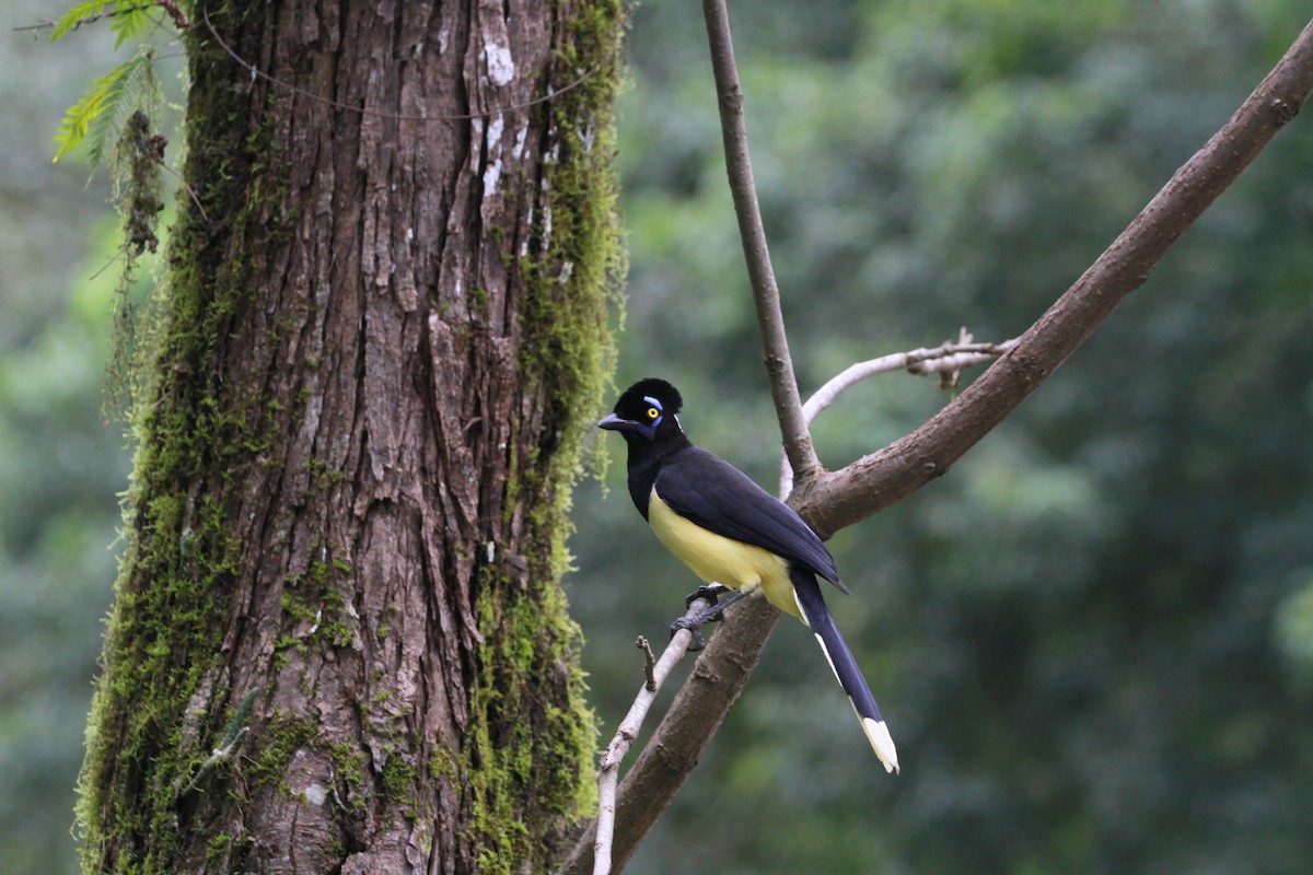 Plush-crested Jay - ML635393393