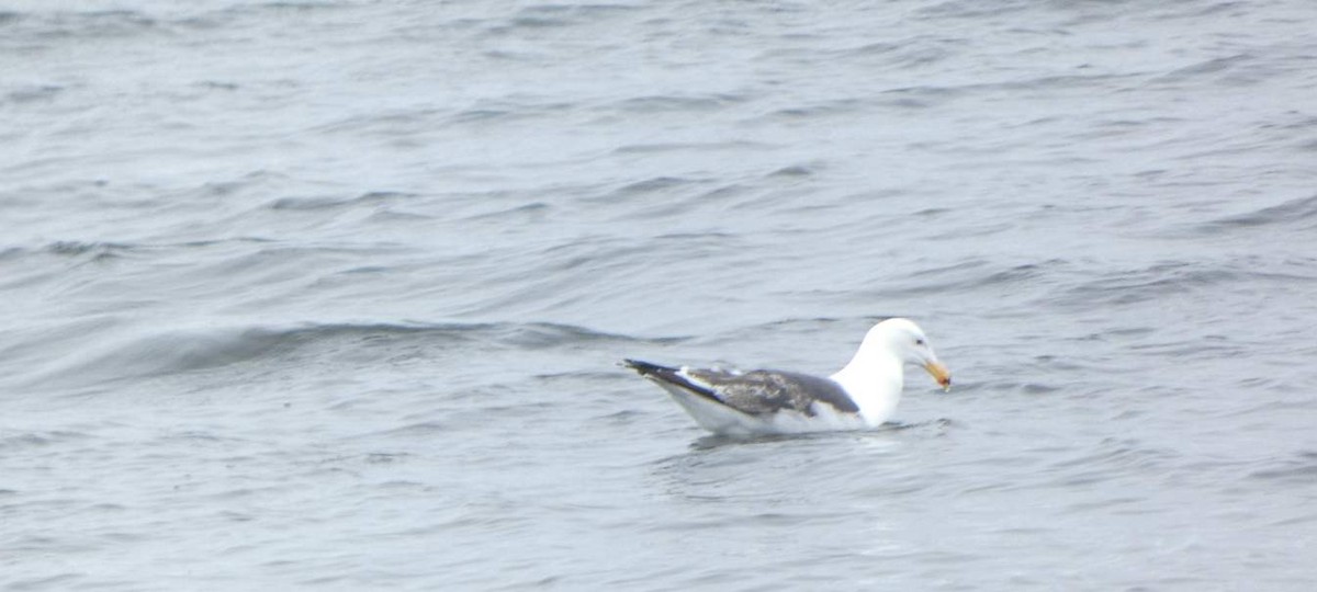 Lesser Black-backed Gull - ML635393430