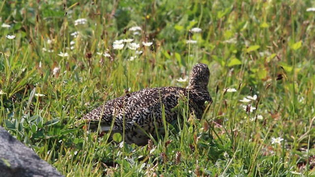 White-tailed Ptarmigan - ML635393446