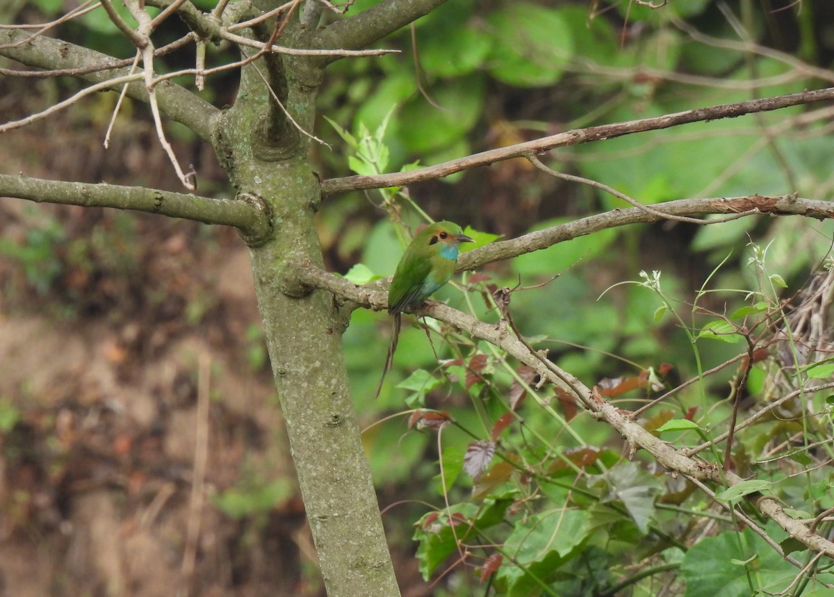 Blue-throated Motmot - ML635393628