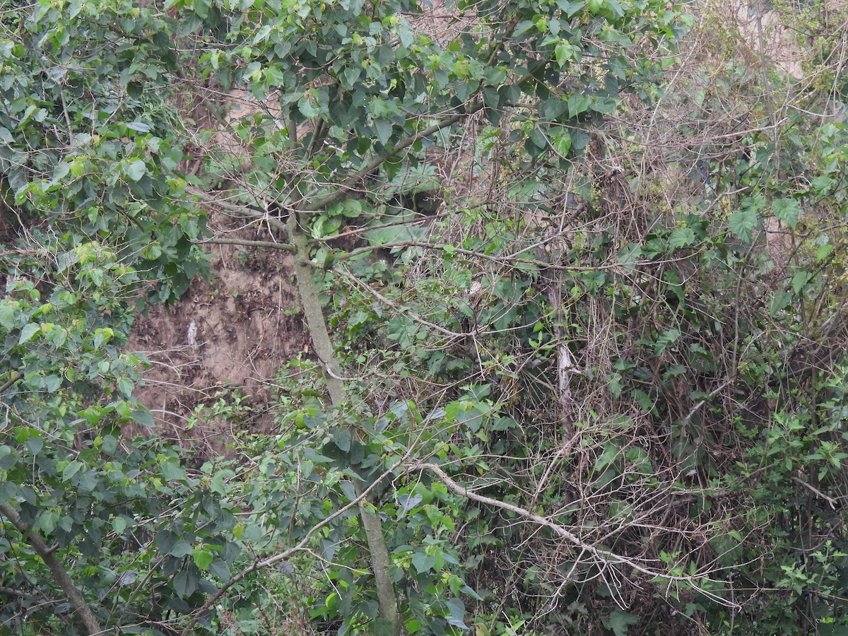Blue-throated Motmot - ML635393629